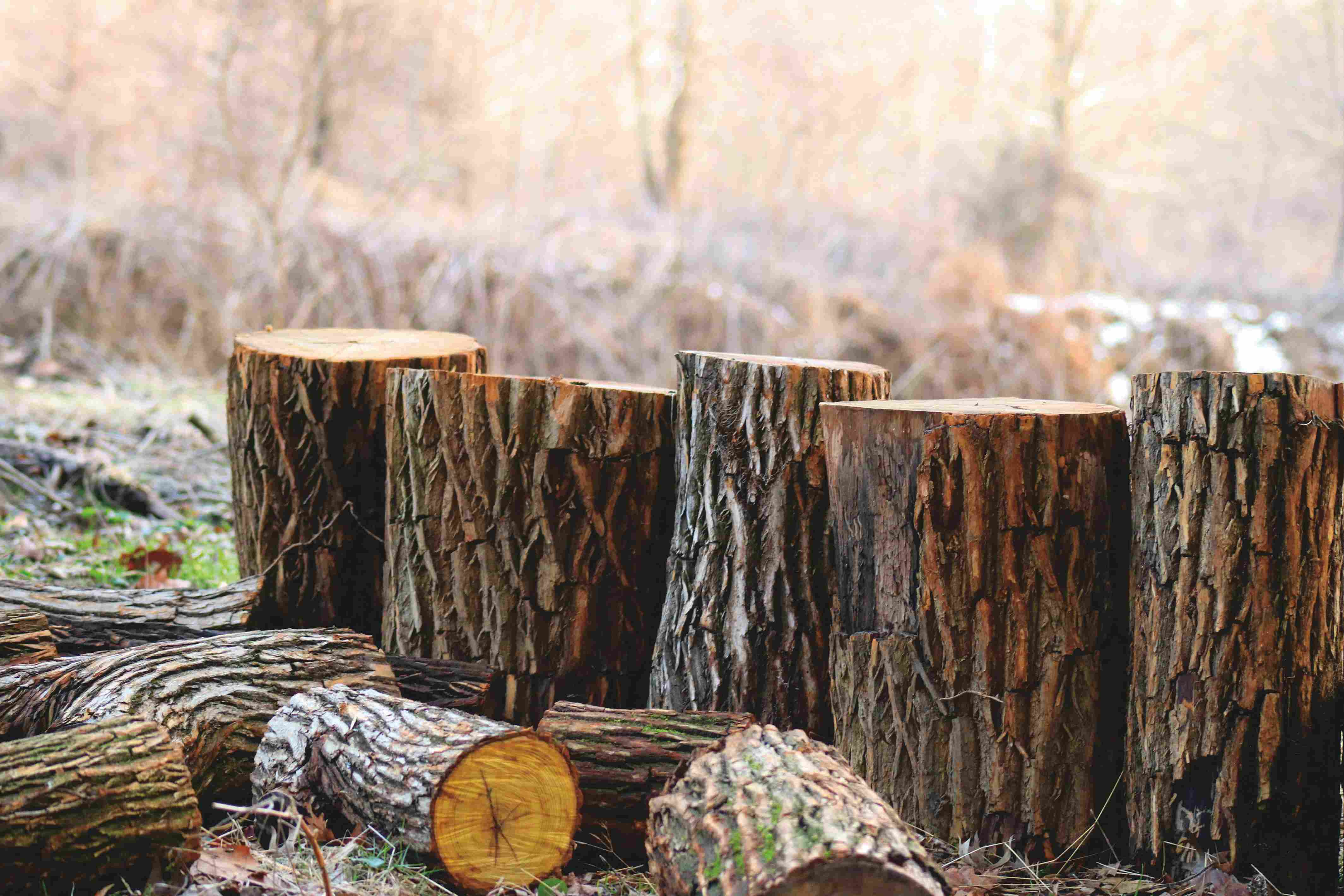 Top 10 Timber Design Trends 