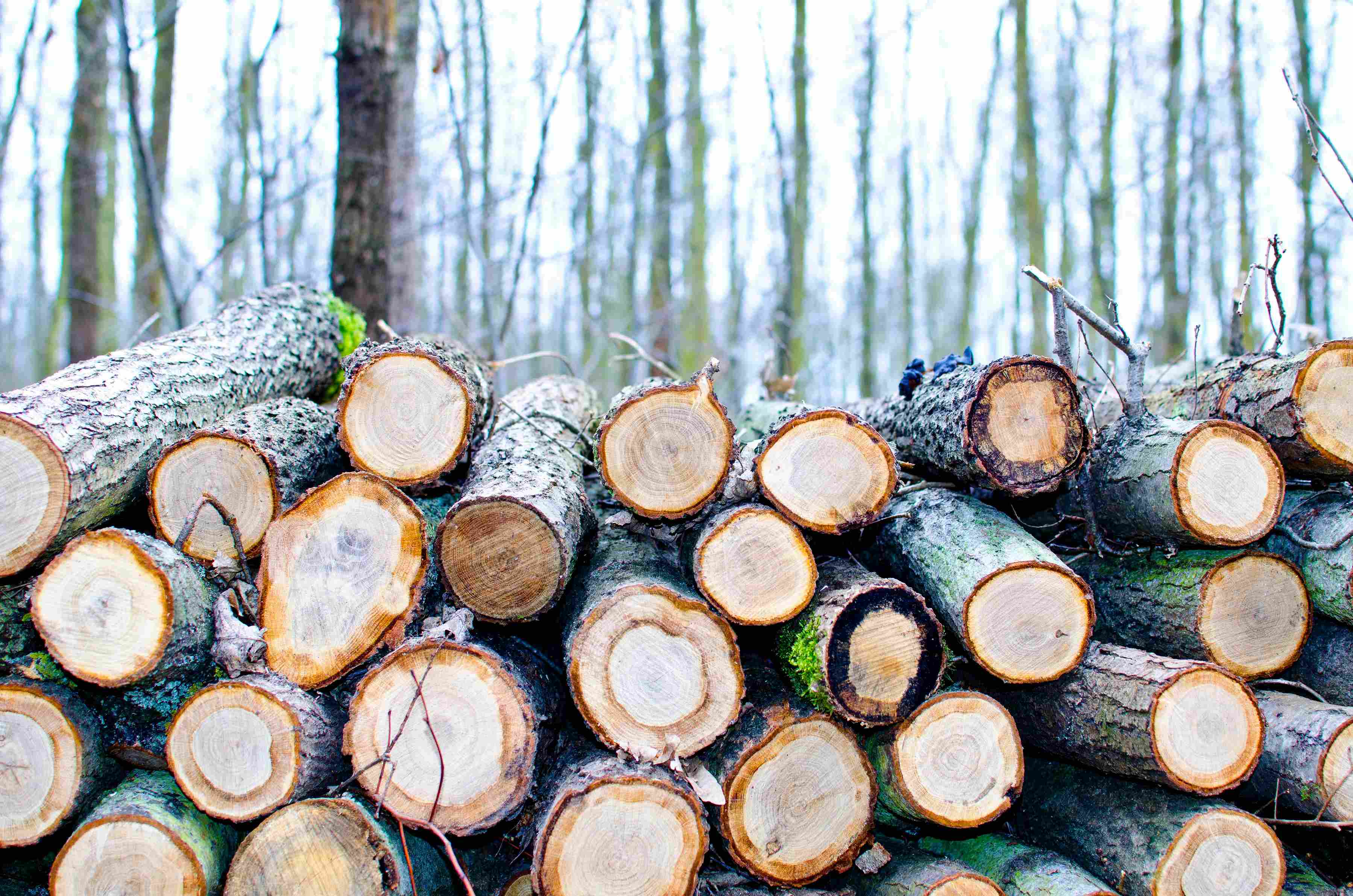 From Forest to Frame: How Timber is Processed at SK Timber