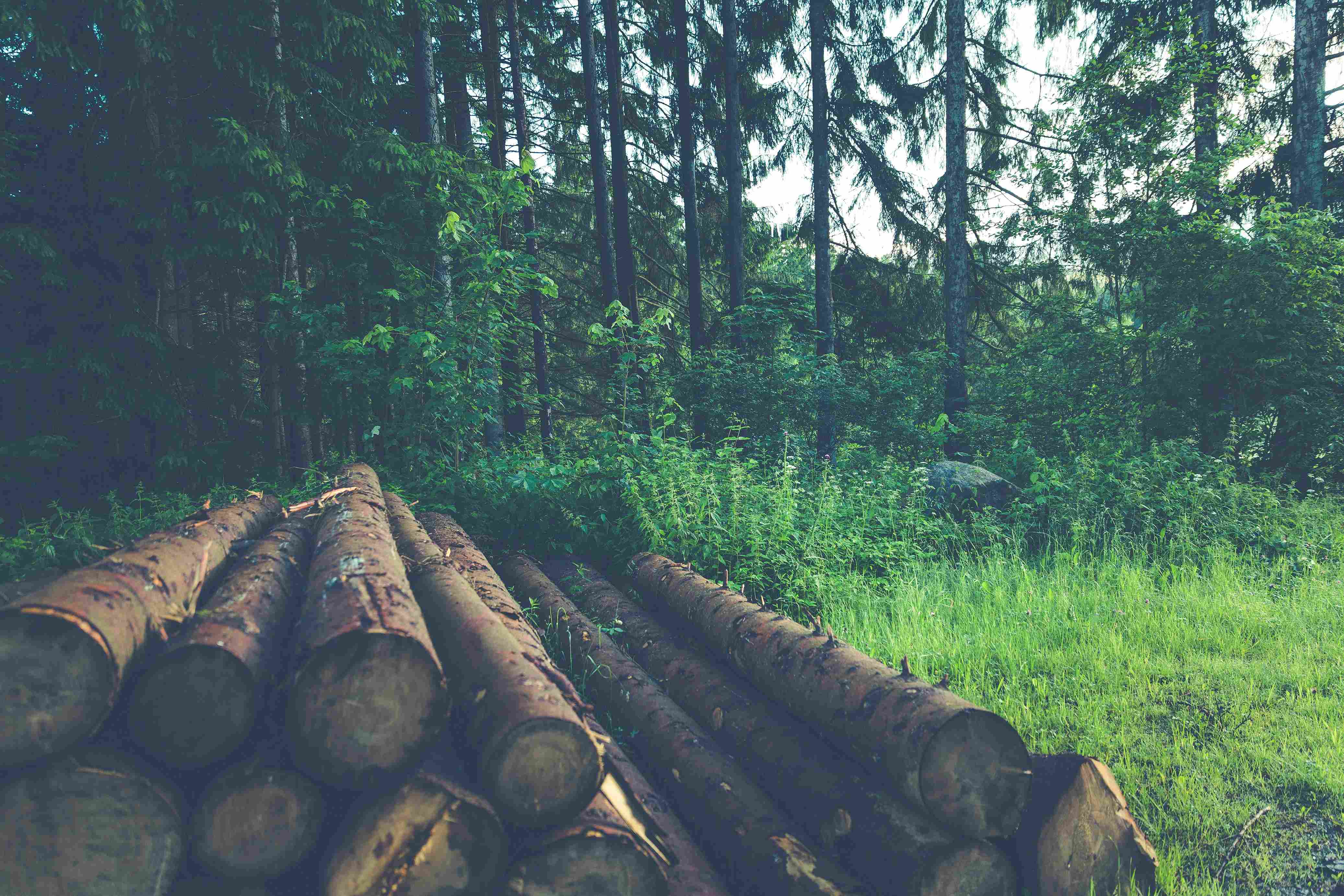 Why Builders Prefer Timber Over Steel and Concrete