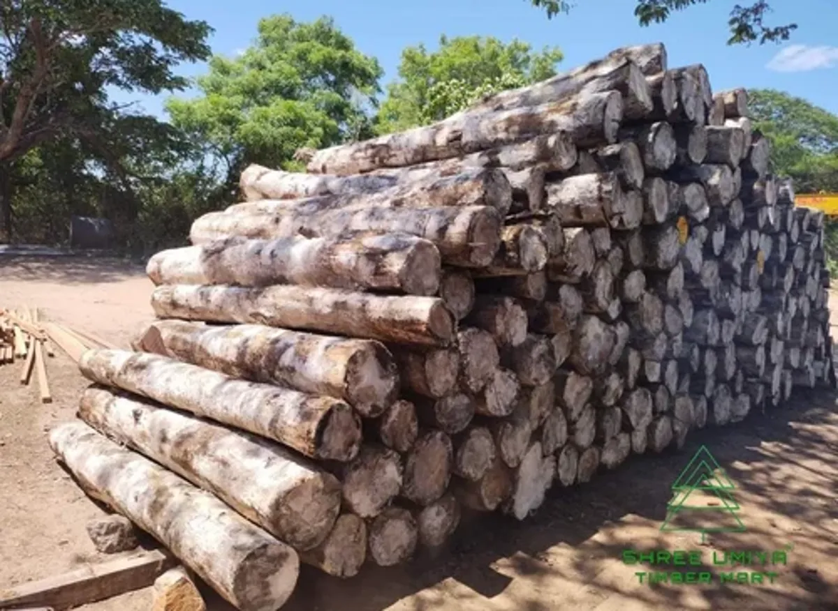 Burma Teak Logs / Sizes