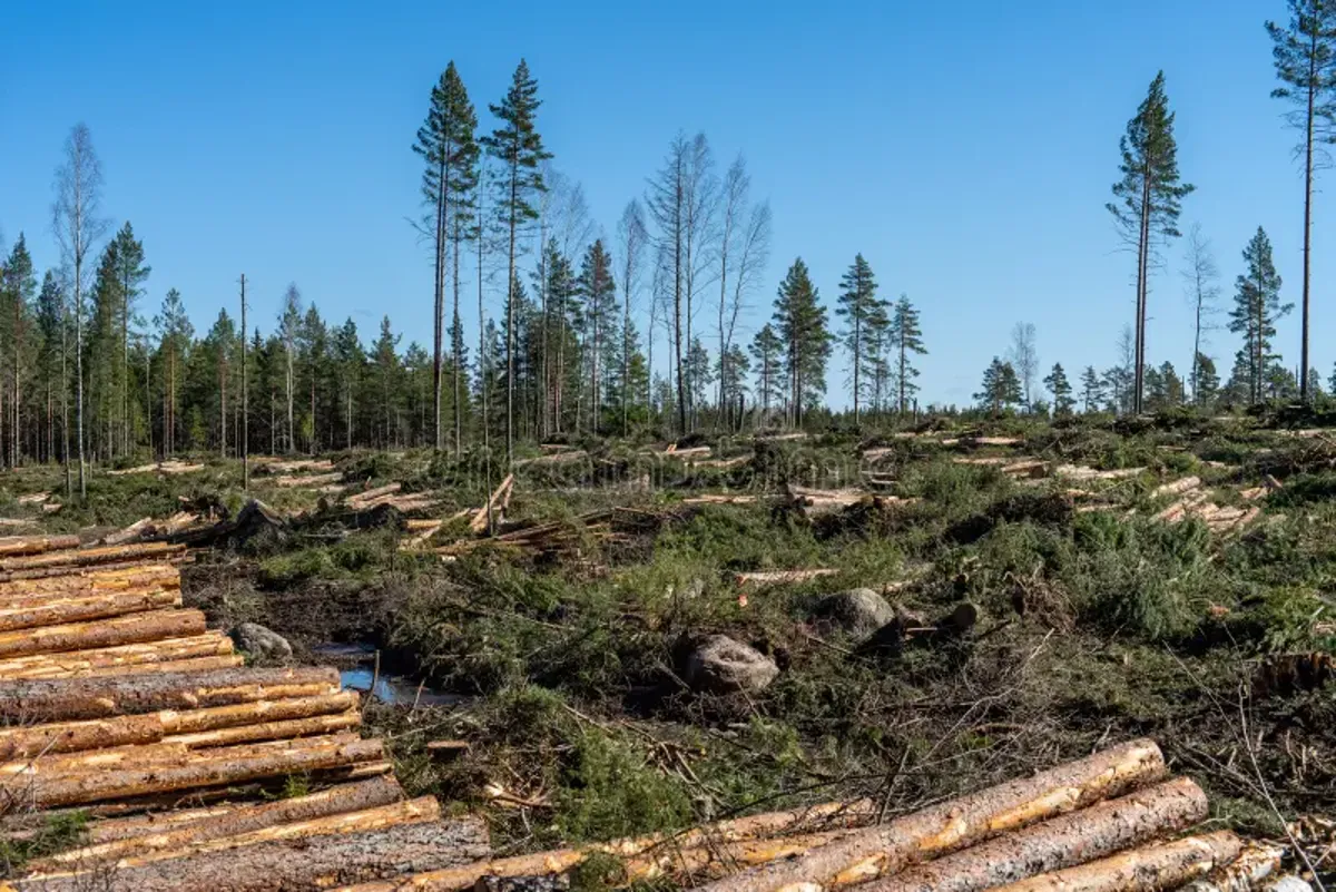 Swedish Pine Spruce