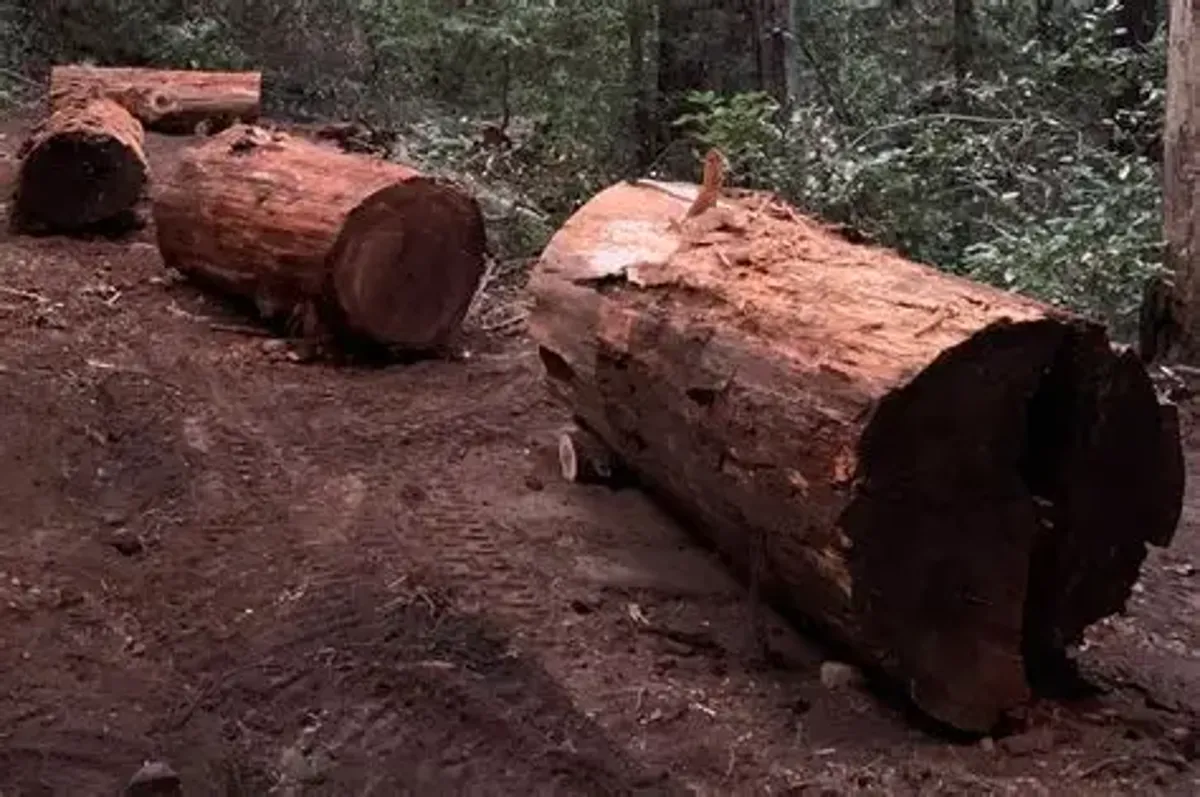 Red Wood Pine Lumbers