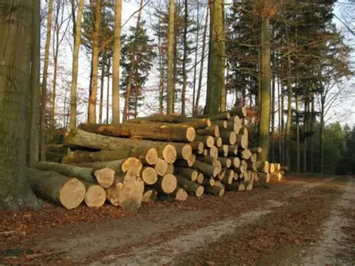 American Species Hardwood / Softwood